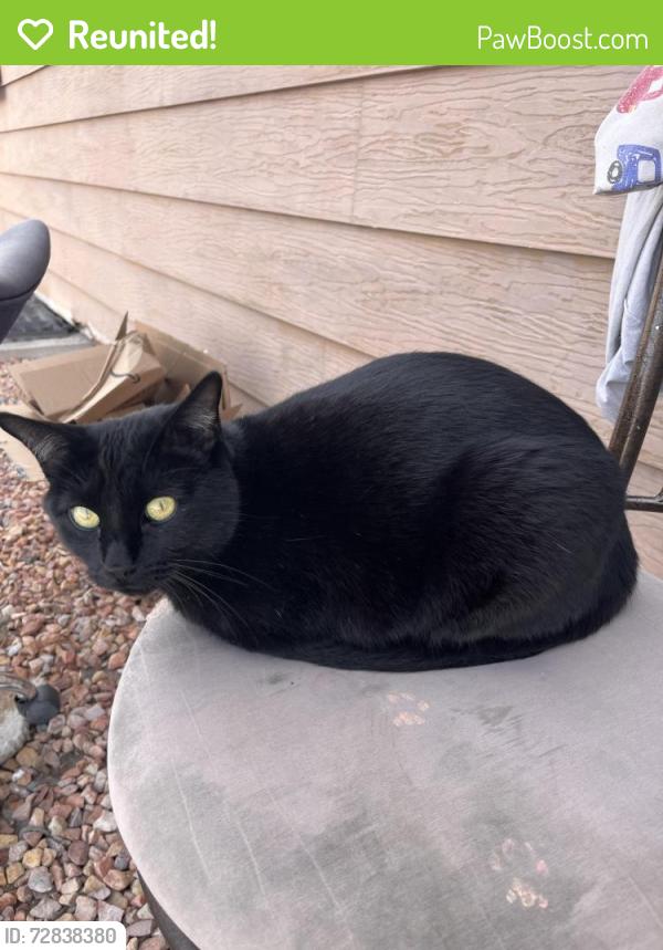 Reunited Female Cat last seen Near Vandalia St, Las Vegas, NV 89106, USA, Las Vegas, NV 89106