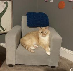Reunited Male Cat last seen Near 65th Ct Burlington WI, Burlington, WI 53105