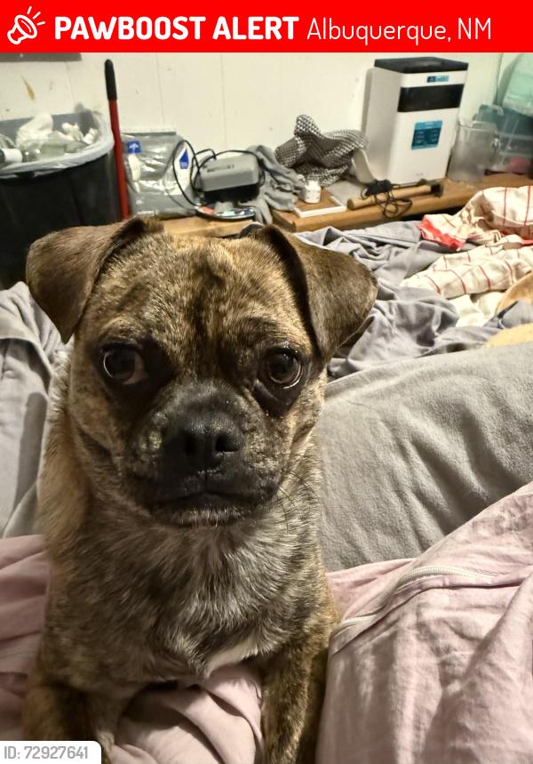 Lost Male Dog last seen San Pedro in Central, Albuquerque, NM 87108