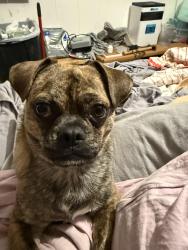 Lost Male Dog last seen San Pedro in Central, Albuquerque, NM 87108