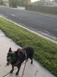 Lost Female Dog last seen Palo Alto School, Killeen, TX 76549