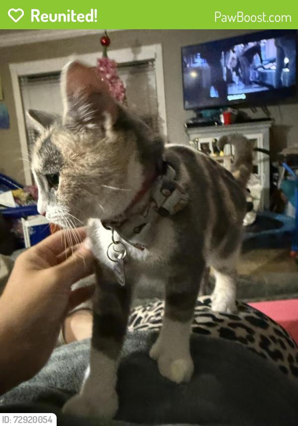 Reunited Female Cat last seen Cabrena, San Diego, CA 92154