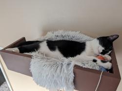 Lost Female Cat last seen 131st and Bell Road, Lemont, IL 60439