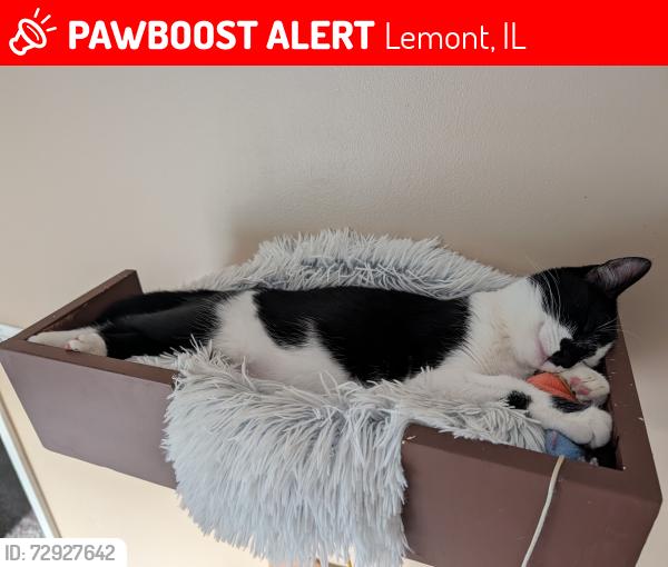Lost Female Cat last seen 131st and Bell Road, Lemont, IL 60439