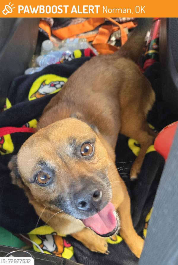 Found/Stray Male Dog last seen 24th Ave se & twisted oaks dr. Just north of hwy9, Norman, OK 73019