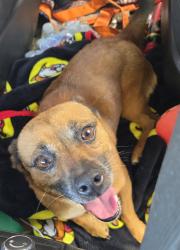 Found/Stray Male Dog last seen 24th Ave se & twisted oaks dr. Just north of hwy9, Norman, OK 73019