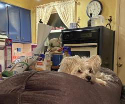 Lost Female Dog last seen Northcrest Rd, Northcrest subdivision , DeKalb County, GA 30340