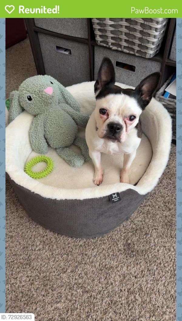 Reunited Female Dog last seen Tower Pond Park , Albuquerque, NM 87121
