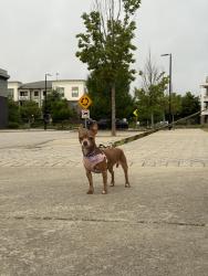 Reunited Female Dog last seen Environmental protection agency, Durham, NC 27709