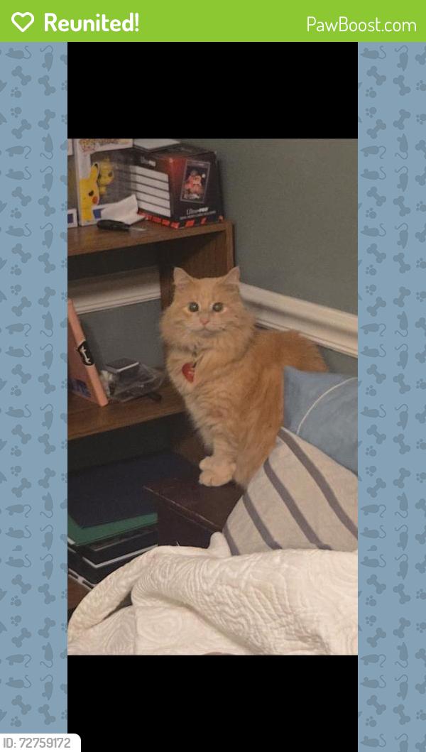 Reunited Female Cat last seen Smoky Mountains Church, Sevierville, TN 37862