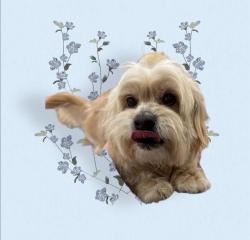 Reunited Male Dog last seen Laspina, Tulare, CA 93274