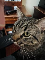 Lost Male Cat last seen Nees and Temperance , Clovis, CA 93611