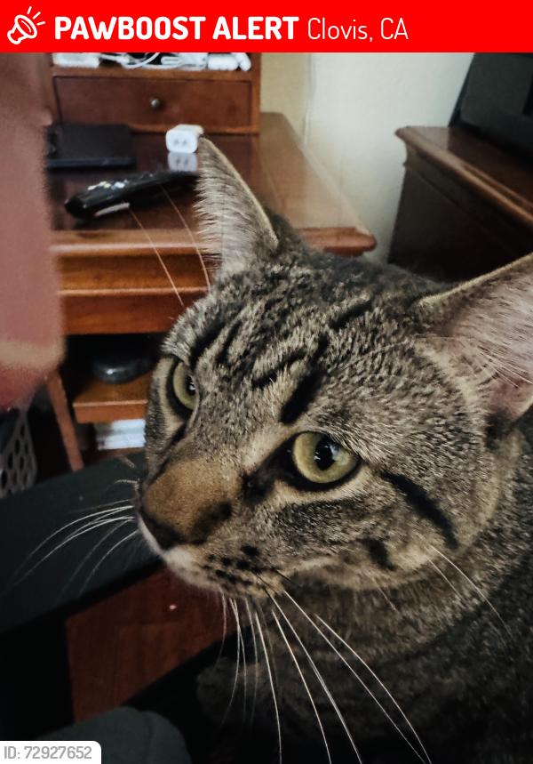 Lost Male Cat last seen Nees and Temperance , Clovis, CA 93611