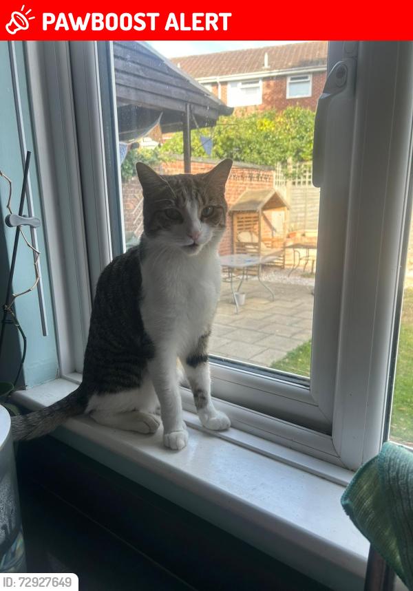 Lost Male Cat last seen Herriott close, Hampshire, England PO8 9QJ