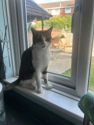 Lost Male Cat last seen Herriott close, Hampshire, England PO8 9QJ
