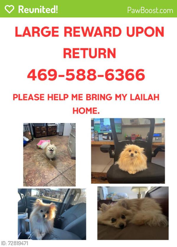Reunited Female Dog last seen Owenwood Ave, Dallas, TX 75223