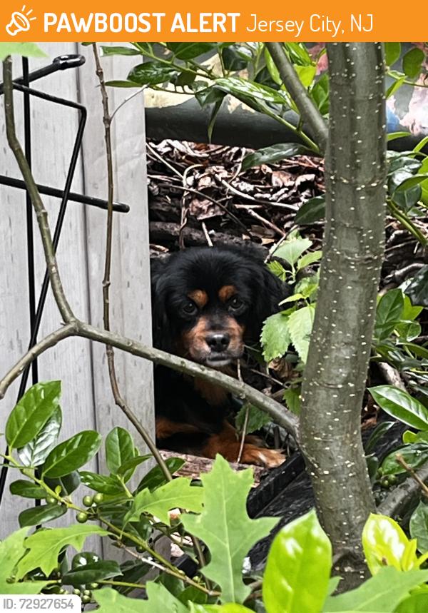 Found/Stray Male Dog last seen Ogden’s End Community Garden, Jersey City, NJ 07307
