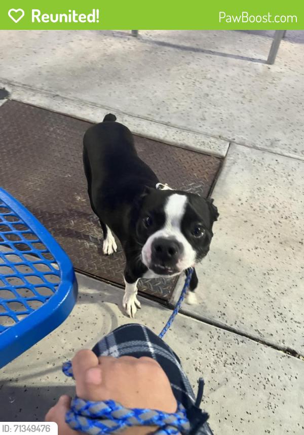 Reunited Male Dog last seen Near West van buren, last seen near this location, Phoenix, AZ 85007