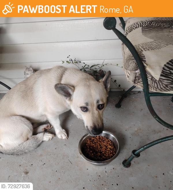 Found/Stray Female Dog last seen Near Church St at MLK Hwy Rome GA 30161, Rome, GA 30161