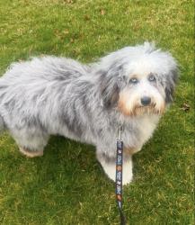 Reunited Male Dog last seen New Friendship Road, Howell Township, NJ 07731