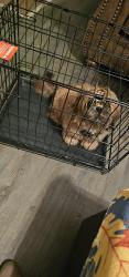 Lost Male Dog last seen Birch Run Lane at Ross Rd , Memphis, TN 38115