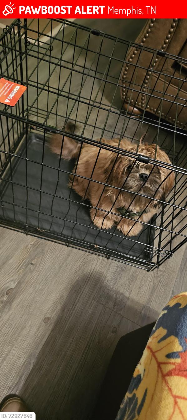 Lost Male Dog last seen Birch Run Lane at Ross Rd , Memphis, TN 38115