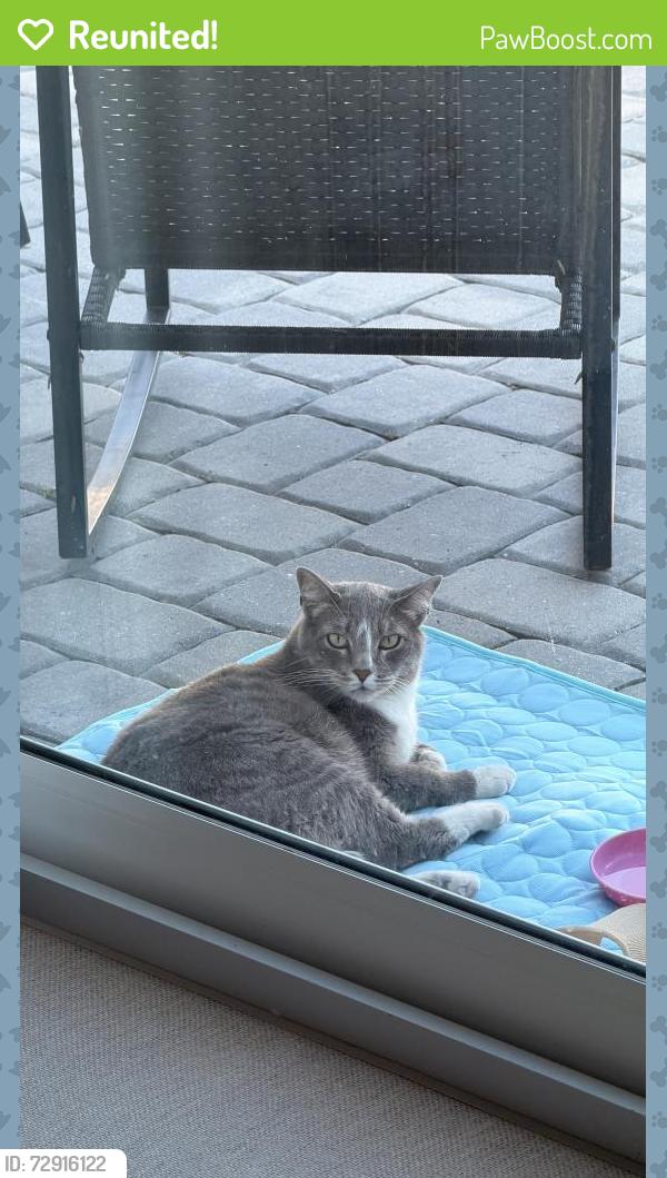 Reunited Male Cat last seen Near 45th St, West Palm Beach, FL 33407, Riviera Beach, FL 33407