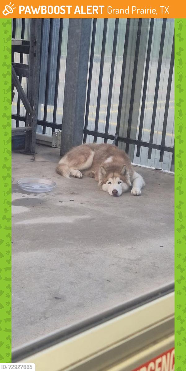 Found/Stray Unknown Dog last seen Walmart on i20, Grand Prairie, TX 75052