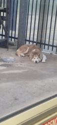 Found/Stray Unknown Dog last seen Walmart on i20, Grand Prairie, TX 75052