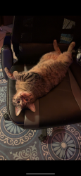 Lost Male Cat last seen Park Avenue, East Avenue , Rochester, NY 14607