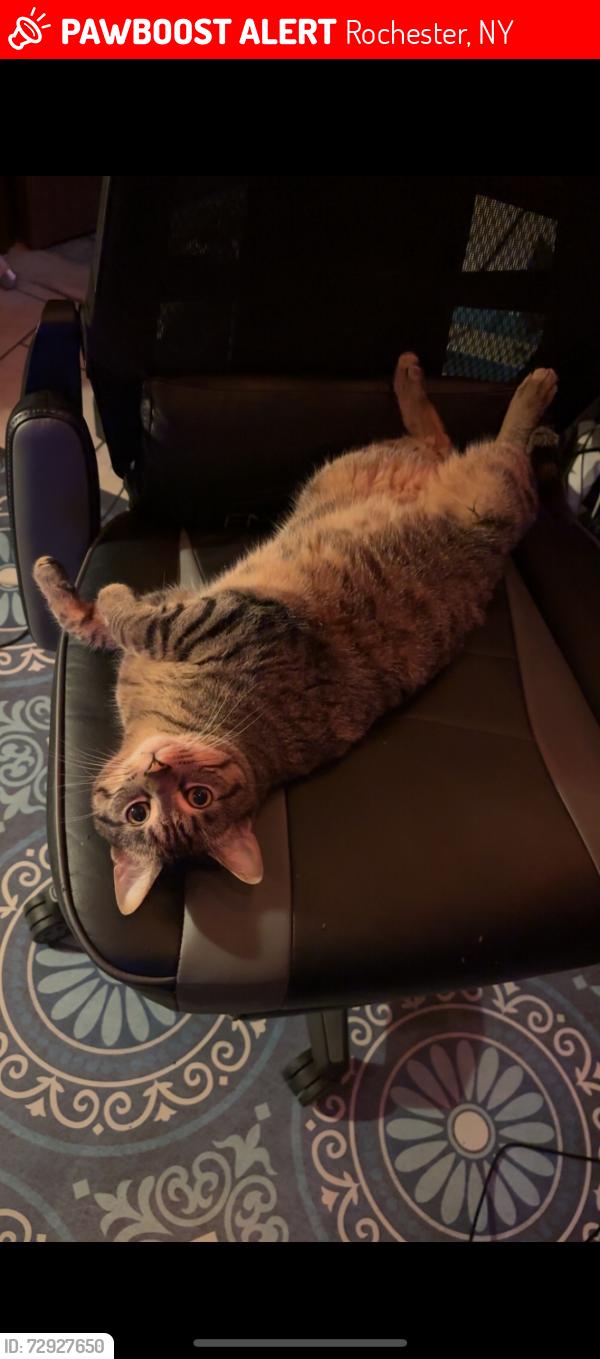 Lost Male Cat last seen Park Avenue, East Avenue , Rochester, NY 14607