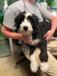 Shelter Stray Female Dog last seen Bexar County, New Braunfels, TX 78130