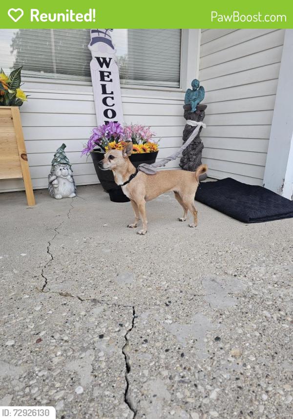Reunited Female Dog last seen Montgomery Rd., Aurora, IL 60503