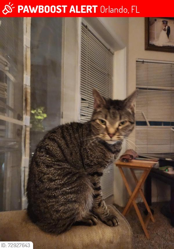 Lost Male Cat last seen Back of the A side of Arium Greenview complex, Orlando, FL 32836