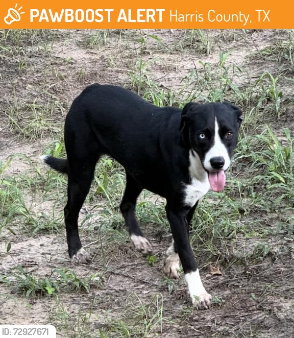 Found/Stray Female Dog last seen Barker Cypress & Saums, Katy, TX, Harris County, TX 77449