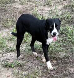 Found/Stray Female Dog last seen Barker Cypress & Saums, Katy, TX, Harris County, TX 77449