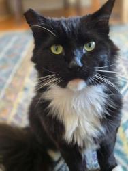 Reunited Male Cat last seen Near Noriega Street, San Francisco, San Francisco, CA 94122