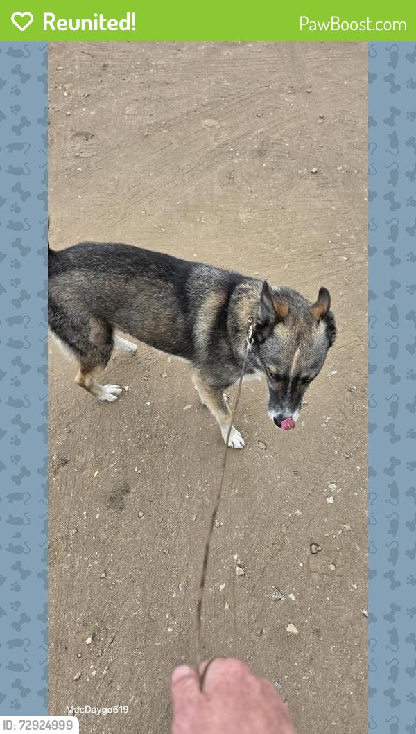 Reunited Male Dog last seen Bancroft drive and troy street spring valley next to the 7/11 area, Spring Valley, CA 91977