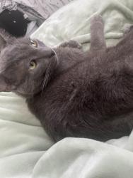Reunited Male Cat last seen Near N Culver Ave, Compton, CA 90220, USA, Compton, CA 90220
