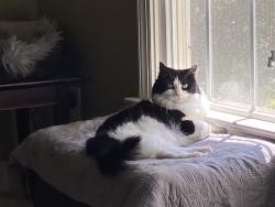 Lost Male Cat last seen Near dove forest lane, Apex, NC 27539