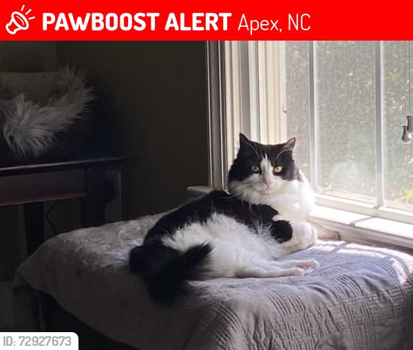 Lost Male Cat last seen Near dove forest lane, Apex, NC 27539
