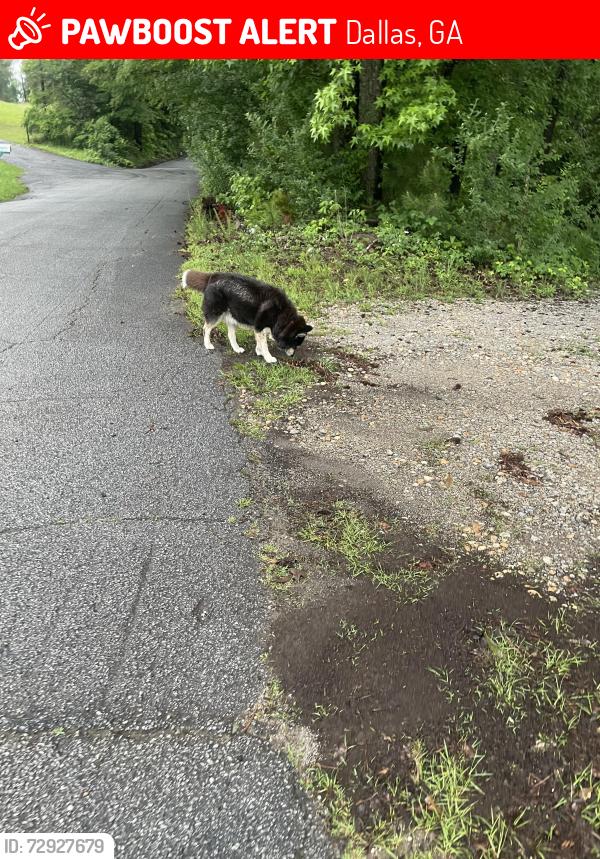 Lost Unknown Dog last seen Polk Ln, Dallas, GA 30132