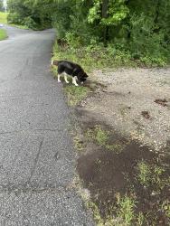 Lost Unknown Dog last seen Polk Ln, Dallas, GA 30132