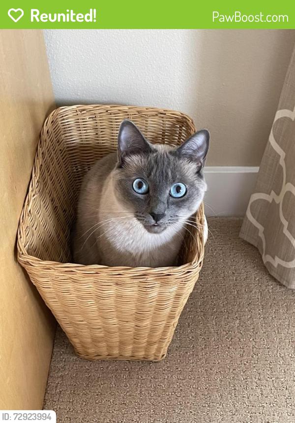 Reunited Female Cat last seen 127th NW, Vancouver, WA 98685