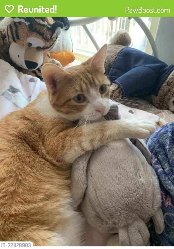 Reunited Male Cat last seen Lancaster ct and Armour Drive, Lake Bluff, IL 60044