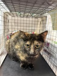 Shelter Stray Female Cat last seen Near BLOCK DE KALB AVENUE WEST, Jacksonville, FL 32204