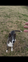 Reunited Male Dog last seen Cain griffin park, Lynn Haven, FL 32444