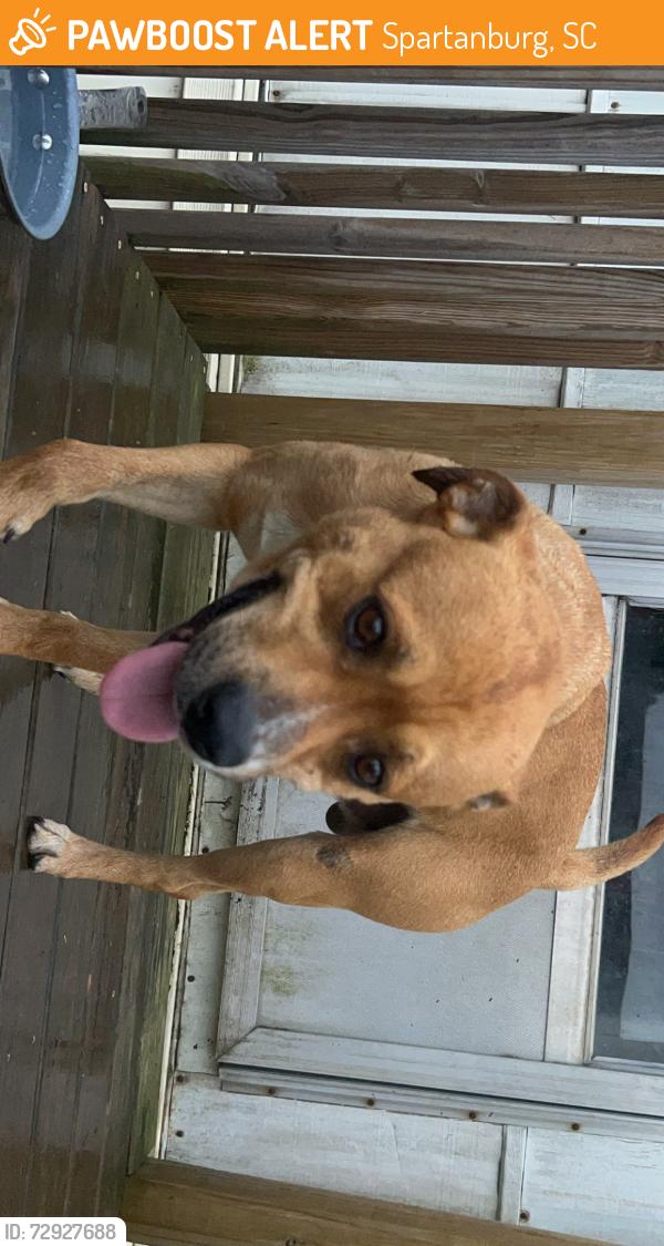 Found/Stray Male Dog last seen Cannons campground , Spartanburg, SC 29307
