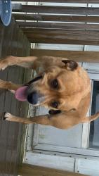 Found/Stray Male Dog last seen Cannons campground , Spartanburg, SC 29307