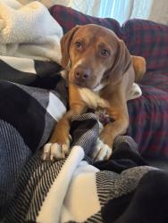 Reunited Male Dog last seen Near Ludlow St, Norfolk, VA 23504, USA, Norfolk, VA 23504